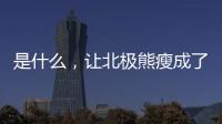 是什么，让北极熊瘦成了狗？